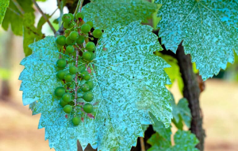 Como a Calda Bordalesa protege as suas culturas