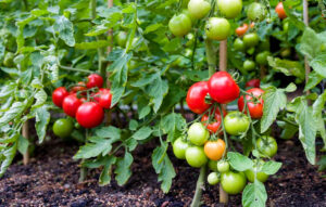 Como cultivar tomates em hortas caseiras: Guia completo