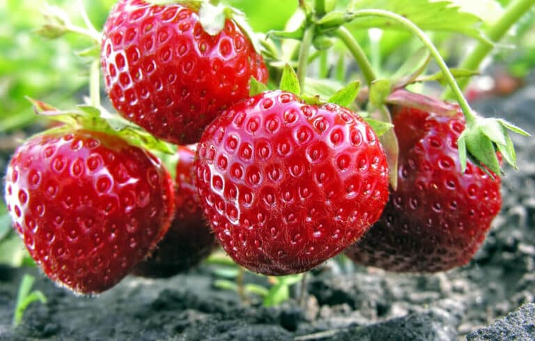 Como cultivar Morangos saudáveis na sua horta