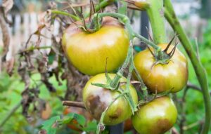 Doenças nos tomateiros da horta – causas e soluções