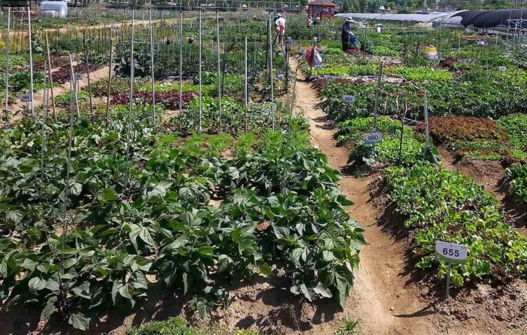 Hortas Urbanas – A semear vida nas cidades
