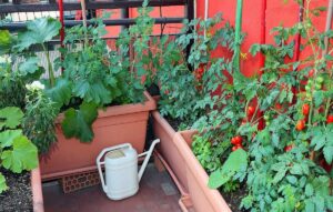 Hortas na Varanda: Como cultivar alimentos em casa