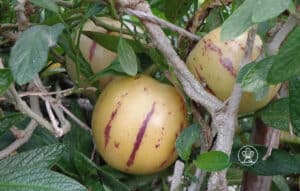 Pera-MelÃ£o- Solanum muricatum