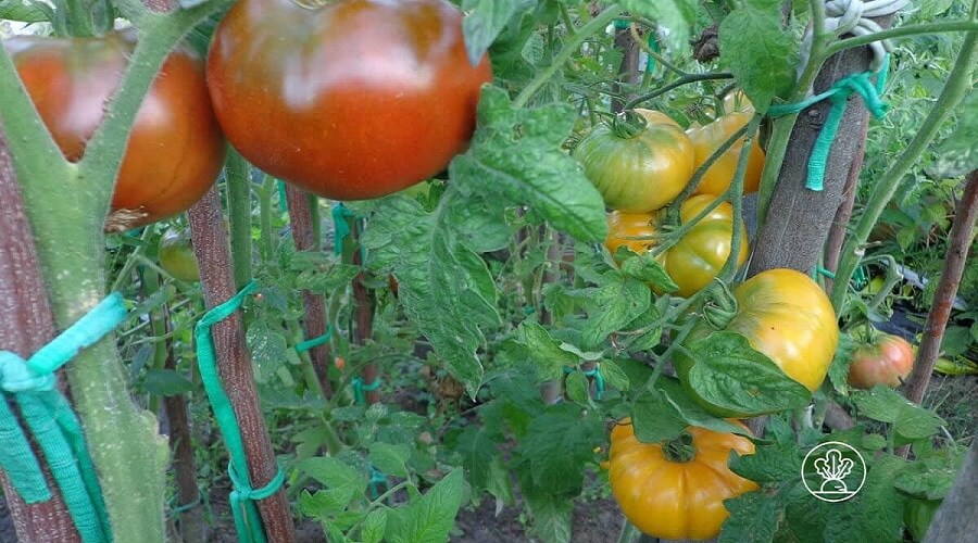Duas variedades de tomates