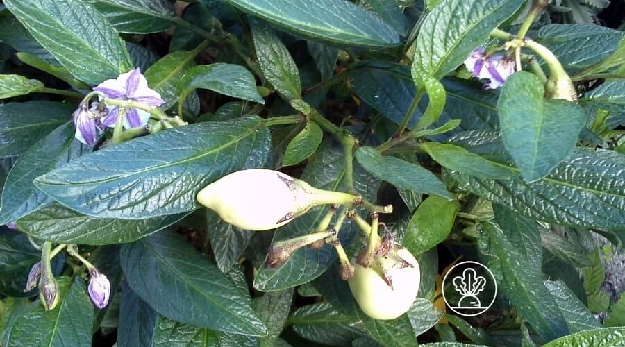 Flores de Pera-melão e frutos em fase inicial