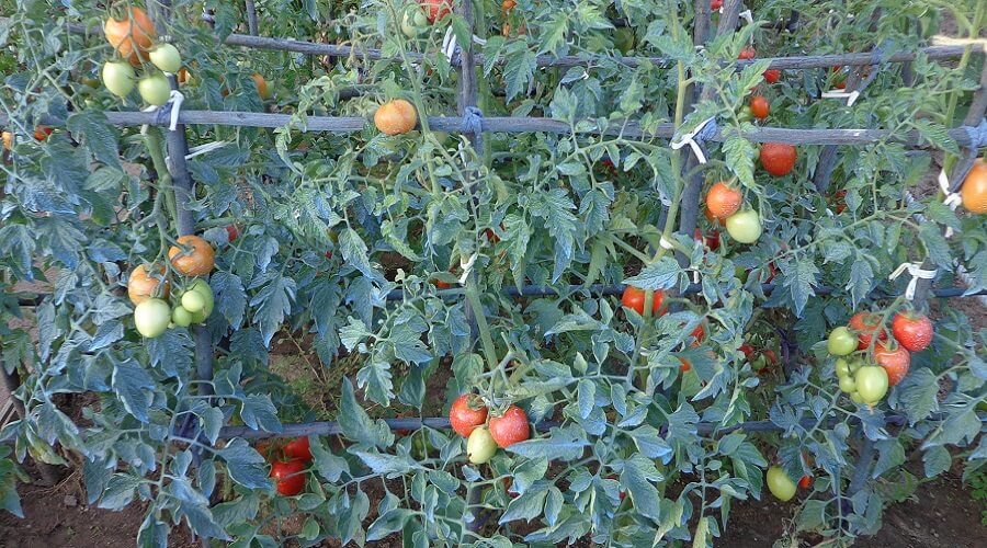 Cultivar tomates - Calda bordalesa