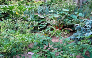 Plantas que nunca deve plantar juntas na horta