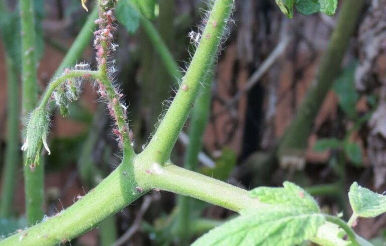 Pragas dos tomateiros: Como combater de modo natural