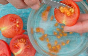 sementes de tomate