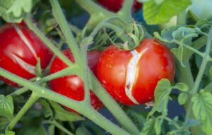 Tomates rachados: como prevenir o problema na sua horta