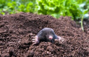 Toupeiras: Como lidar com elas de forma equilibrada