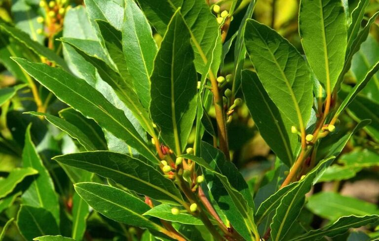 Guia Prático para cultivar louro na horta