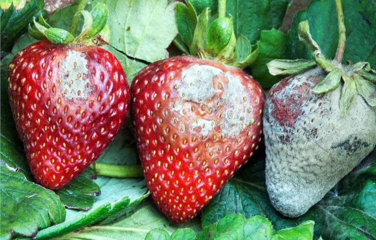 Conheças as principais doenças fúngicas das plantas