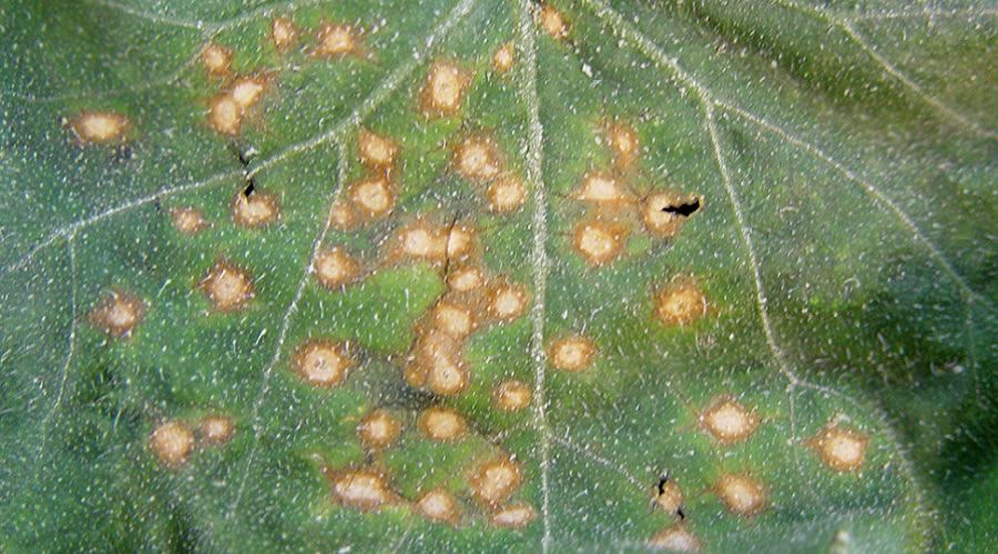 Conheças as principais doenças fúngicas das plantas 8 Doenças fúngicas - Antracnose