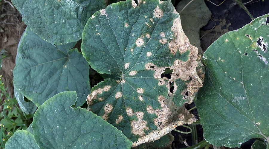 Conheças as principais doenças fúngicas das plantas 5 Doenças fúngicas - mancha de alternaria em folhas de pepino