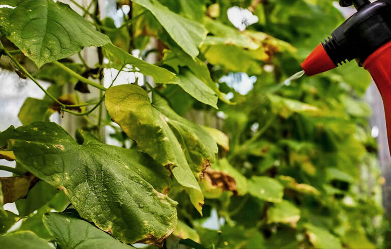Soluções naturais para as doenças fúngicas na horta