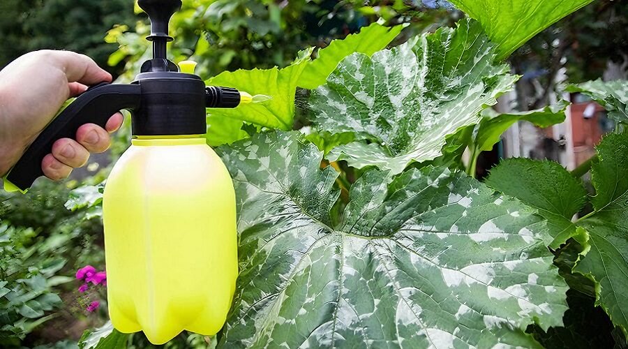 Soluções naturais para as doenças fúngicas na horta 5 Doenças fúngicas na horta - tratamento curgetes