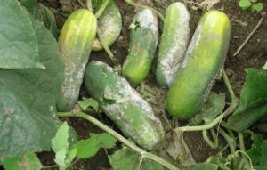 Doenças dos pepinos