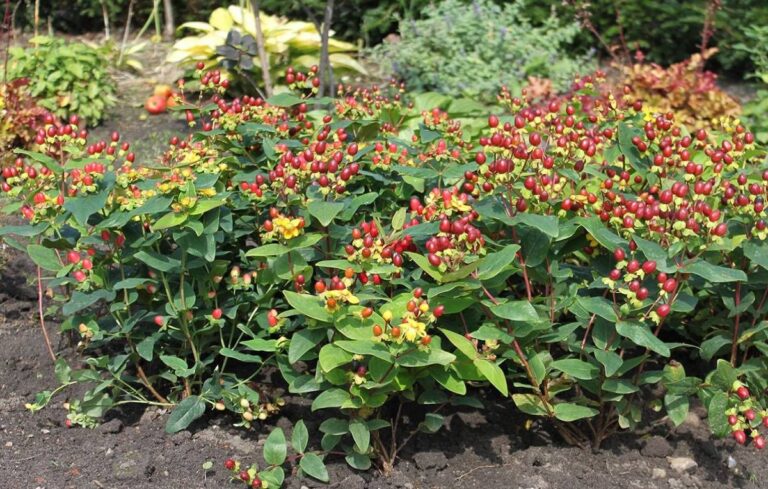 Hipericão do Gerês: Como cultivar e usar