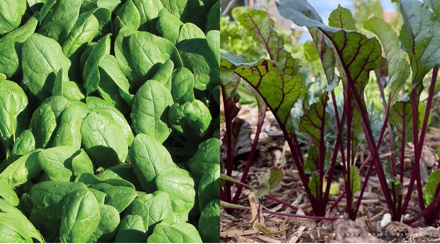 Plantas que nunca deve plantar juntas na horta 3 Plantas que nunca deve plantar juntas - espinafres e beterraba