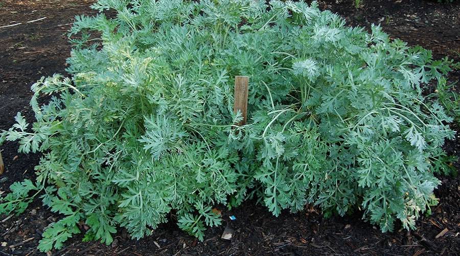 Como cultivar Absinto na horta 1 absinto