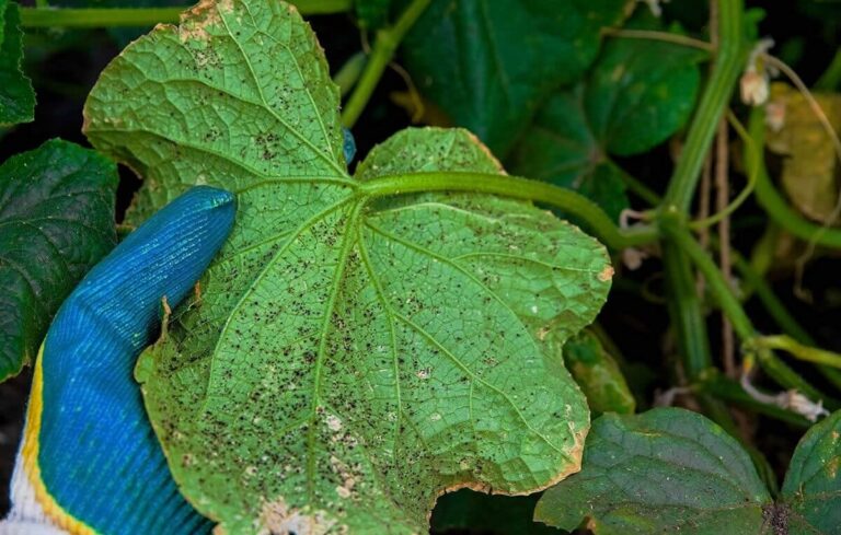Como combater as pragas dos pepinos na horta