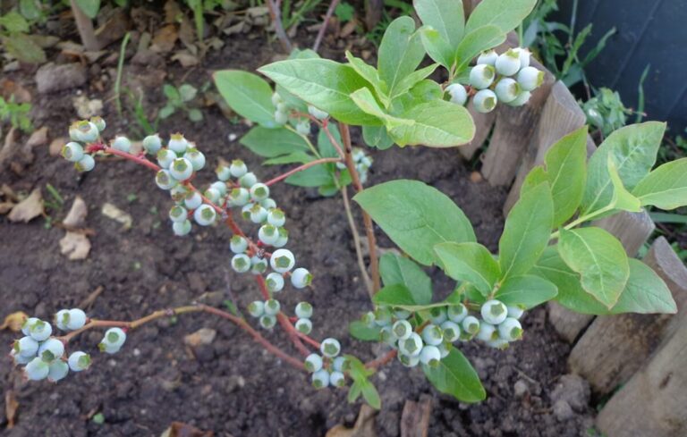 Como cultivar mirtilos na horta