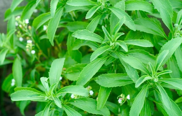 Como cultivar e usar a Stevia: guia completo