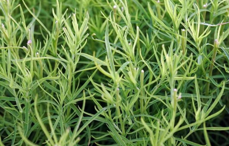 Como cultivar Estragão na sua horta caseira