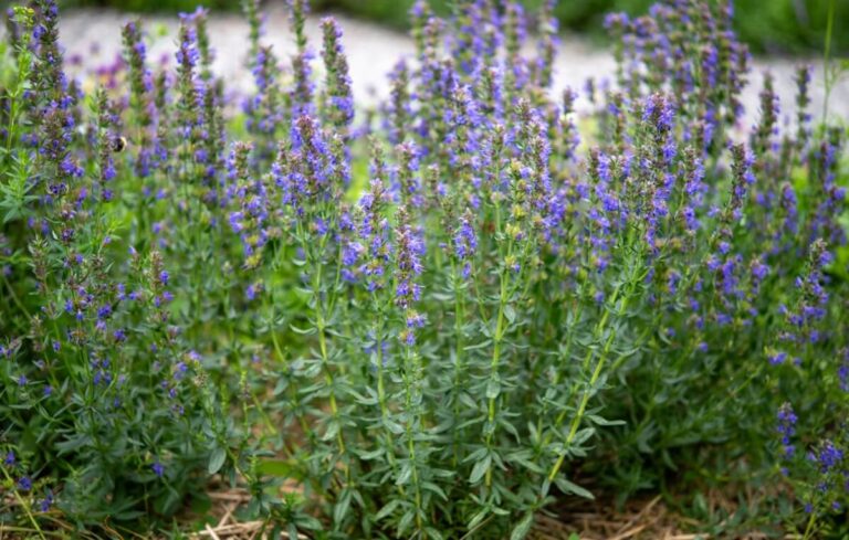 Como cultivar Hissopo na horta biológica – passo a passo