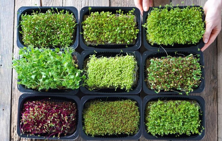 Microverdes: guia completo para cultivar em casa