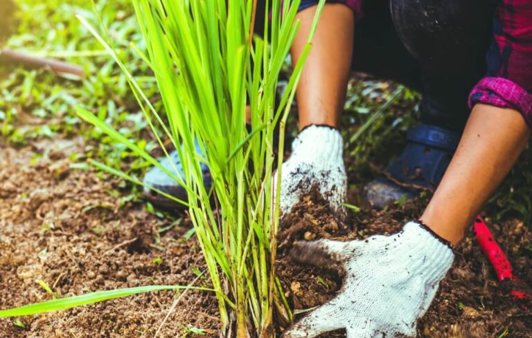 Como cultivar Erva-Príncipe na horta biológica