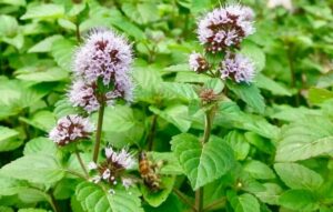 poejo (Mentha pulegium)