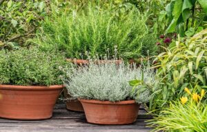 Pragas e doenças das aromáticas