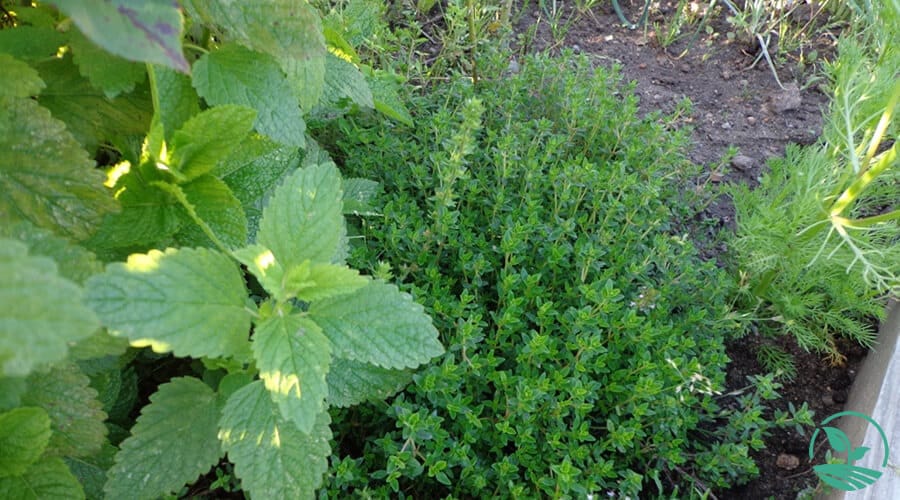 Pragas e doenças das aromáticas- consociação de plantas aromáticas