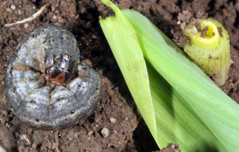Como combater a Lagarta-rosca nas culturas da horta