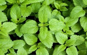 Cidreira: guia prático de cultivo biológico em casa