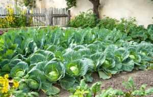 Como cultivar couves na horta: guia completo para uma produção saudável e biológica