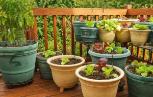 10 Vegetais fáceis de cultivar em vaso