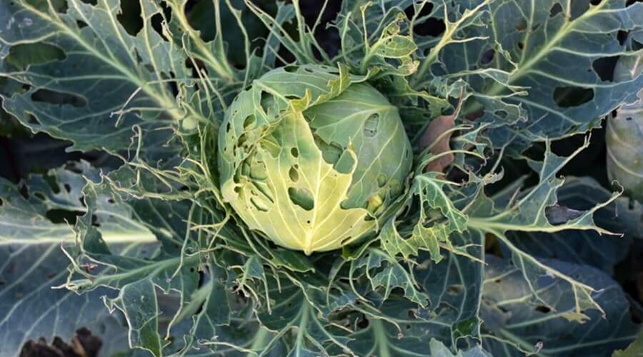 lagarta da couve - repolho