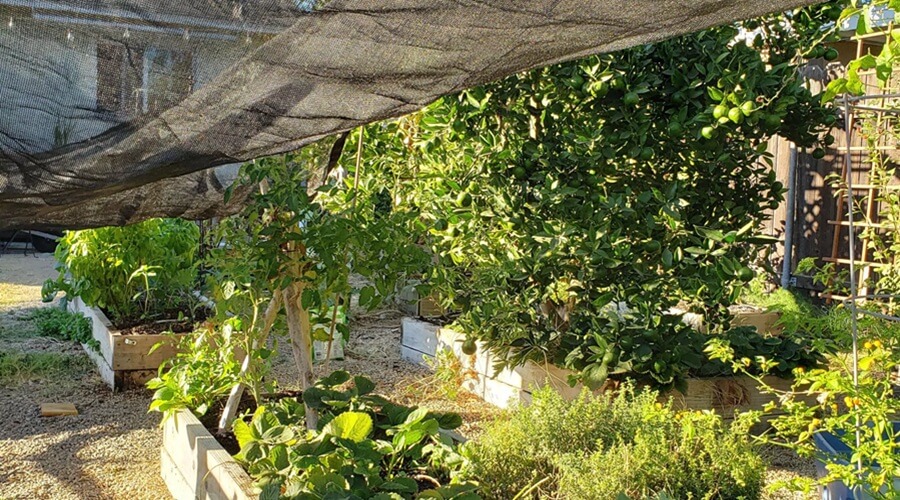 Ondas de calor: estratégias para proteger a horta do stress térmico 1 ondas de calor - sombra