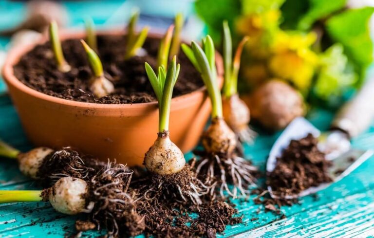 Propagação de plantas bolbosas: métodos, técnicas e cuidados práticos