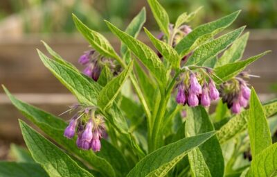 Consolda: Como cultivar e usar na sua Horta Biológica
