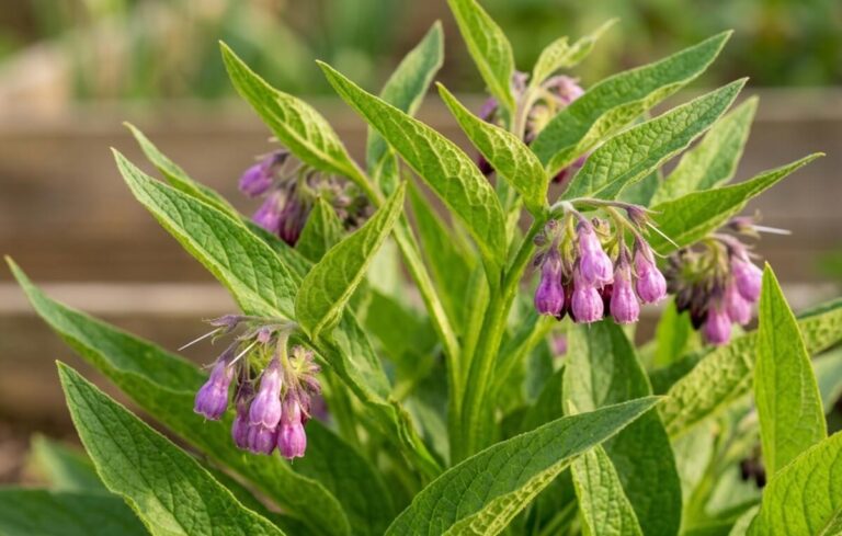 Consolda: Como cultivar e usar na sua Horta Biológica