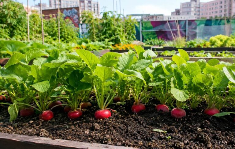 Cultivar rabanetes na horta: sementeira, cuidados e colheita passo a passo