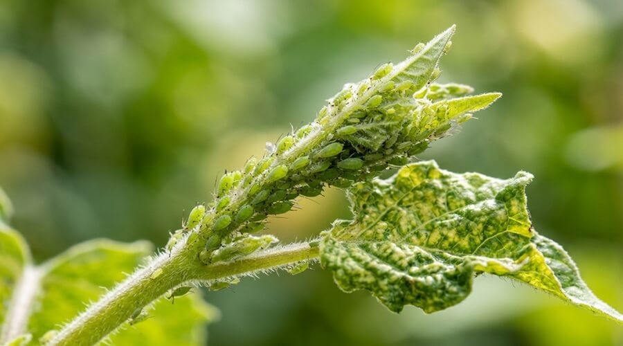Physalis na horta: guia prático da sementeira, à colheita 2 Colónia de afídeos em rebento de physalis — praga mais frequente ao cultivar physalis
