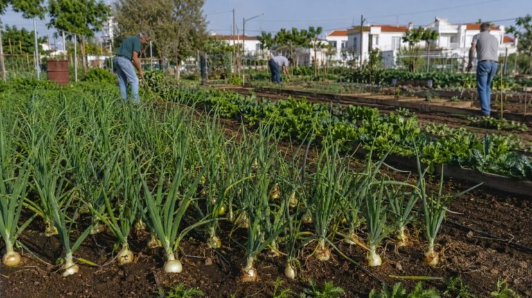 Cultivar cebolas em horta comunitária com canteiros bem organizados e bolbos em desenvolvimento
