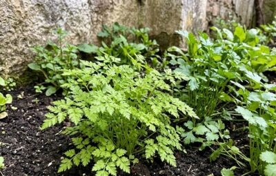 Cultivar cerefólio com folhagem verde rendilhada em meia-sombra numa horta portuguesa