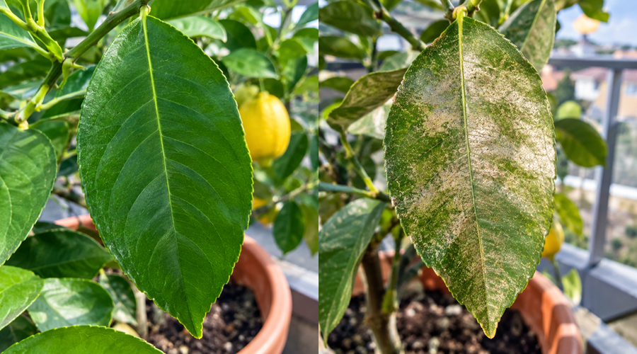 Comparação entre folha saudável e folha com bronzeado causado por ácaros da horta num limoeiro em vaso