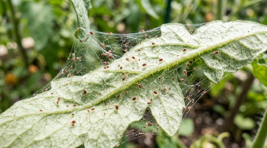 Teia fina de aranhiço-vermelho, um dos ácaros da horta mais comuns em Portugal, na face inferior de uma folha